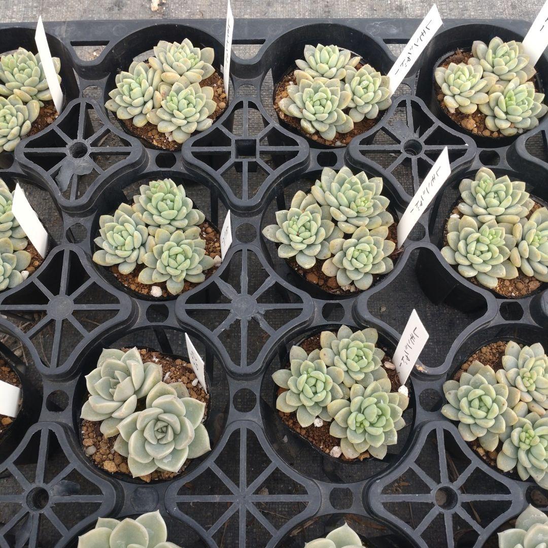 ☆彩之助☆さん専用