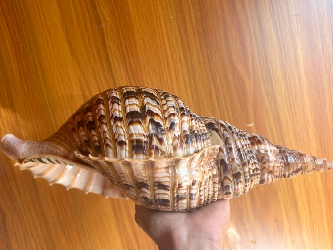 貝殻標本　法螺貝　37cm (直線)美品 天然そのままの色