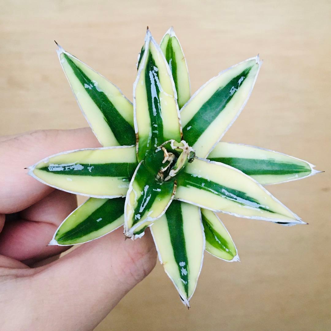 n*u様 【稀少】3 笹の雪錦 クリーム覆輪斑 短葉 TC株 アガベ ビクトリア