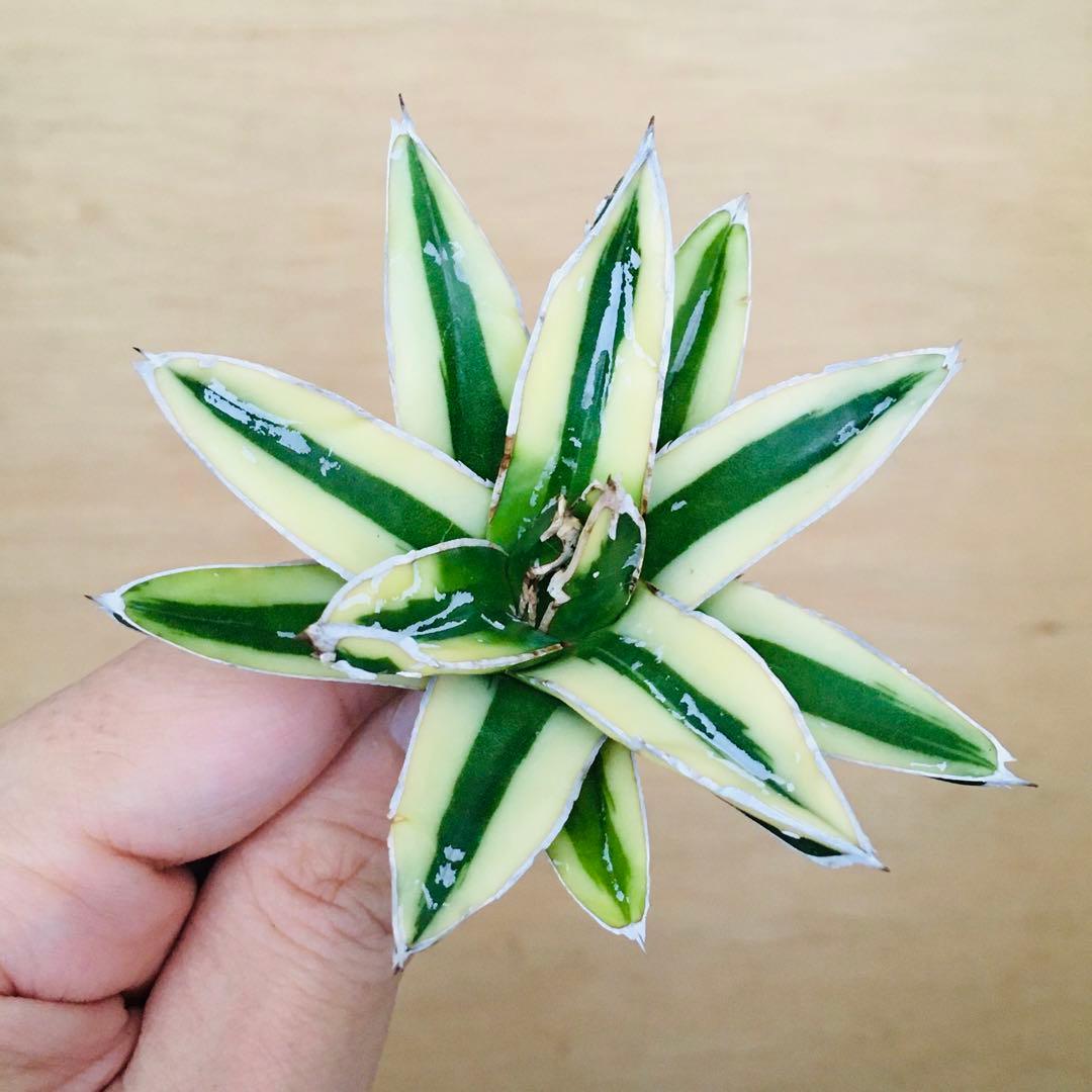 n*u様 【稀少】3 笹の雪錦 クリーム覆輪斑 短葉 TC株 アガベ ビクトリア