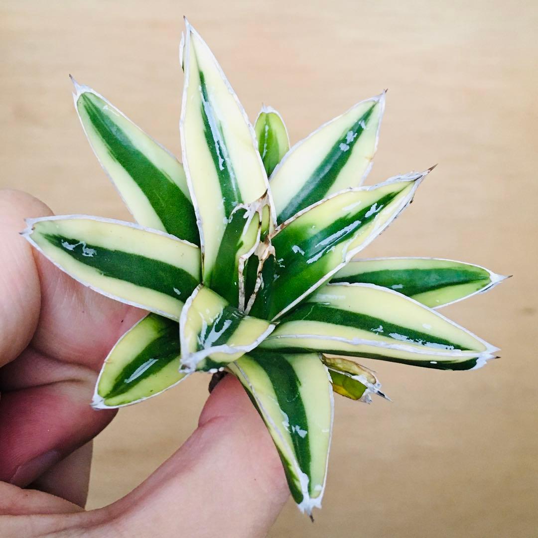 n*u様 【稀少】3 笹の雪錦 クリーム覆輪斑 短葉 TC株 アガベ ビクトリア