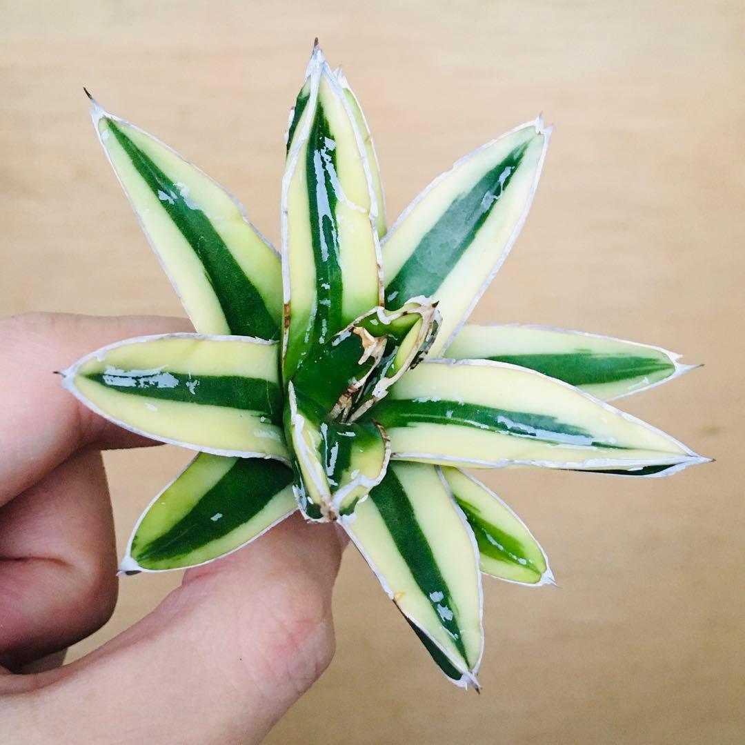 n*u様 【稀少】3 笹の雪錦 クリーム覆輪斑 短葉 TC株 アガベ ビクトリア