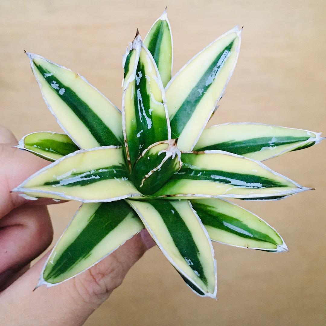 n*u様 【稀少】3 笹の雪錦 クリーム覆輪斑 短葉 TC株 アガベ ビクトリア