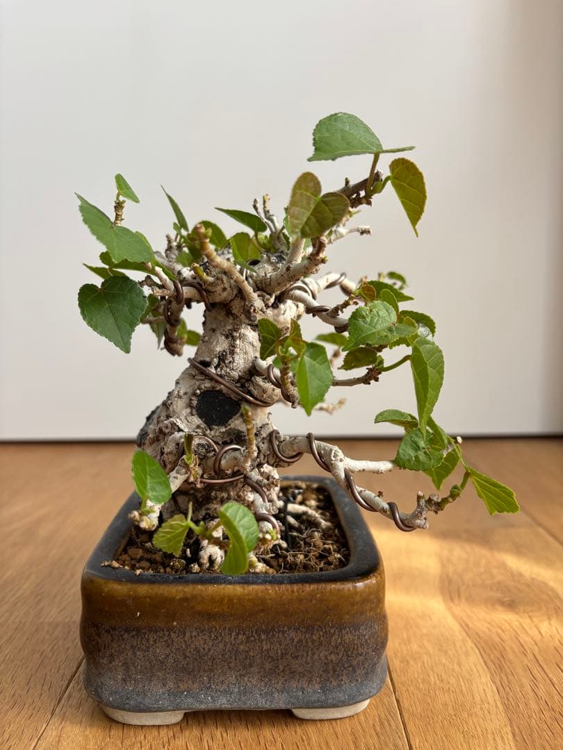 オオハマボウユウナ