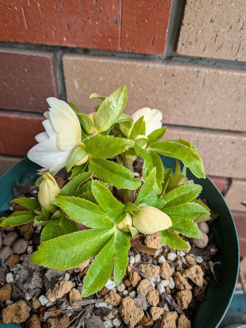 クリスマスローズ・ホワイトゴールド (ダブル咲き)