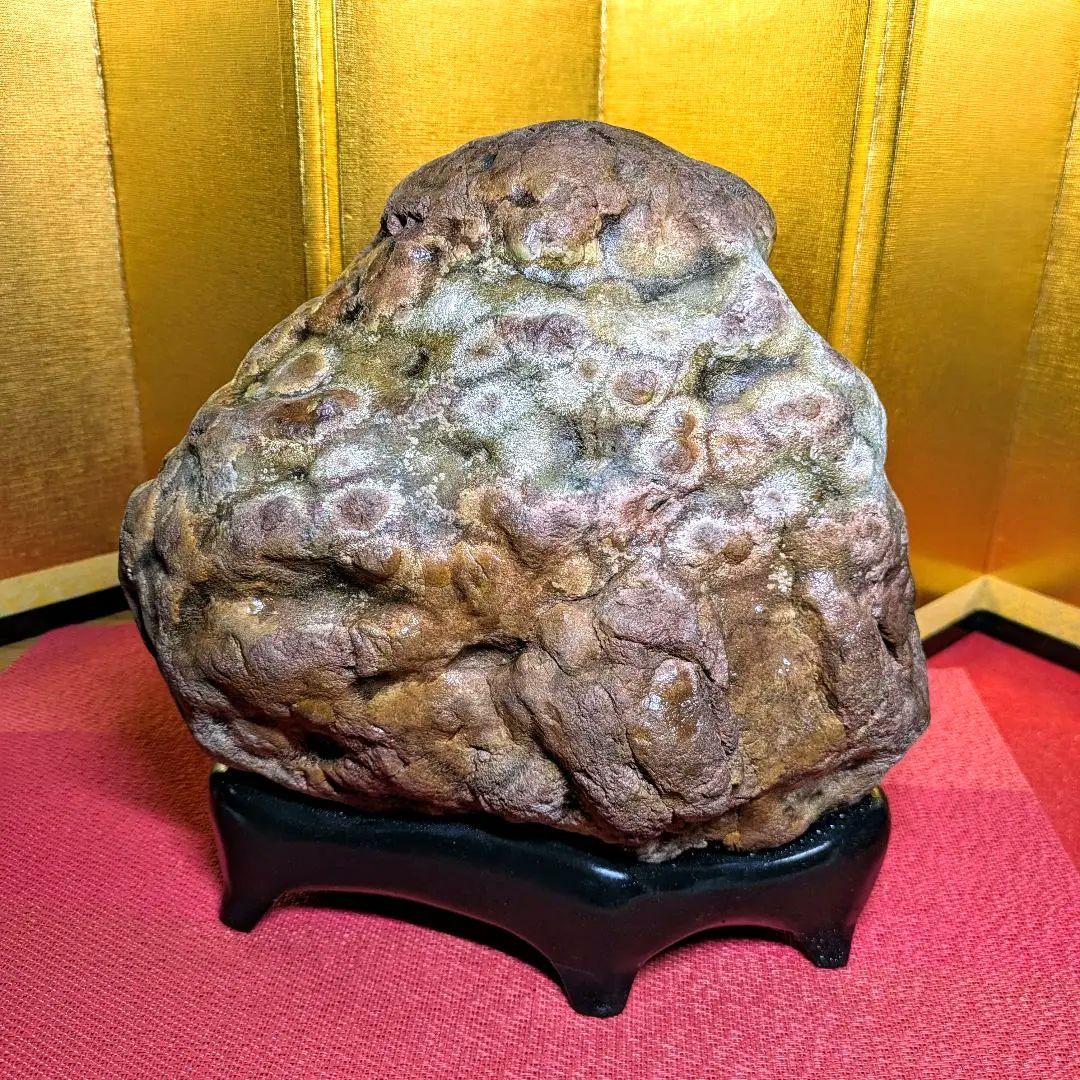 白山菊紋石 7㌔ 希少川ずれ 鑑賞石 観賞石 水石 盆石 天然石 置物 菊花石