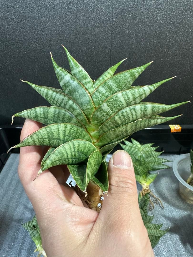 shooting-star様　注文品