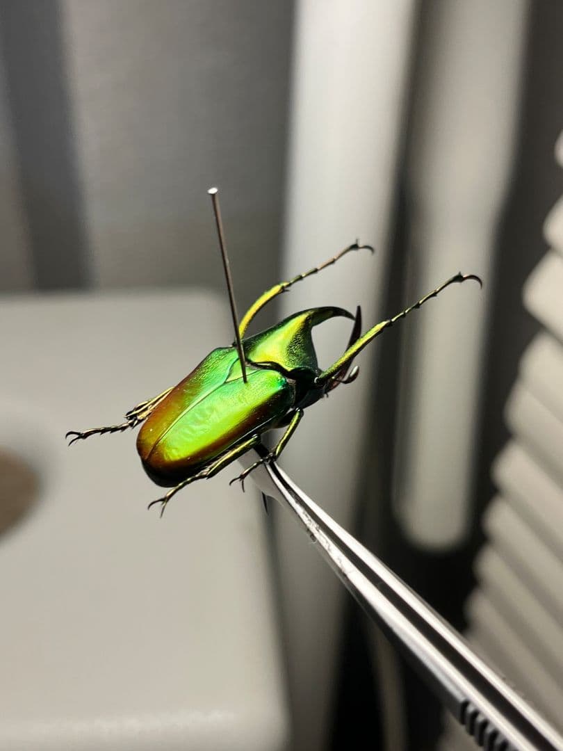 【31mm】カブトハナムグリ コガネムシ プラチナコガネ カナブン ゾウカブト