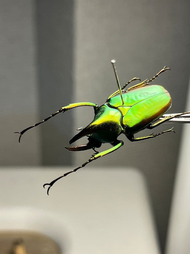 【31mm】カブトハナムグリ コガネムシ プラチナコガネ カナブン ゾウカブト