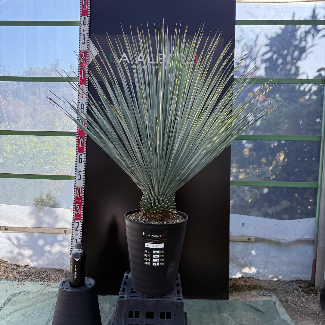 【AL1067】ユッカ　ロストラータ　ランチョブルー　数量限定販売