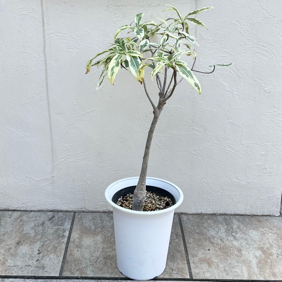 【セール】バオバブ　斑入り　No.001　鉢、送料込　メルカリ便