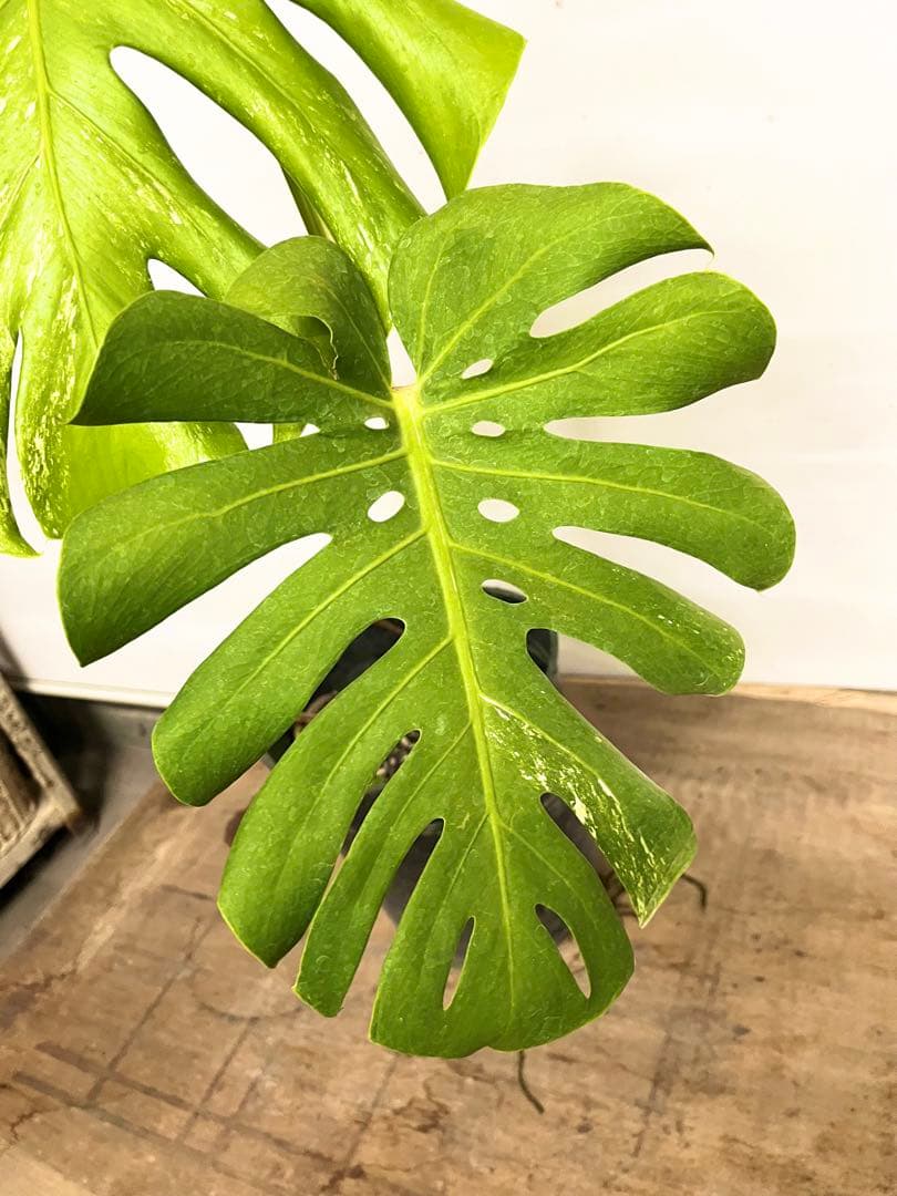 斑入り　モンステラ　デリシオーサ　艶姿　白　ホワイト