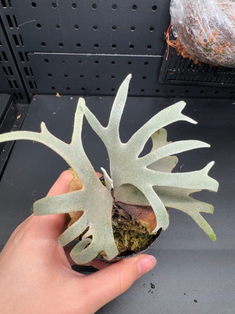 ヒ*ロ様 【平凡之鹿】YMDS Totoro HHRナーセリータグ付け #078