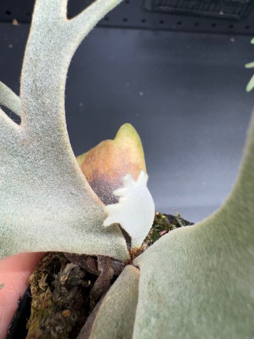 ヒ*ロ様 【平凡之鹿】YMDS Totoro HHRナーセリータグ付け #078