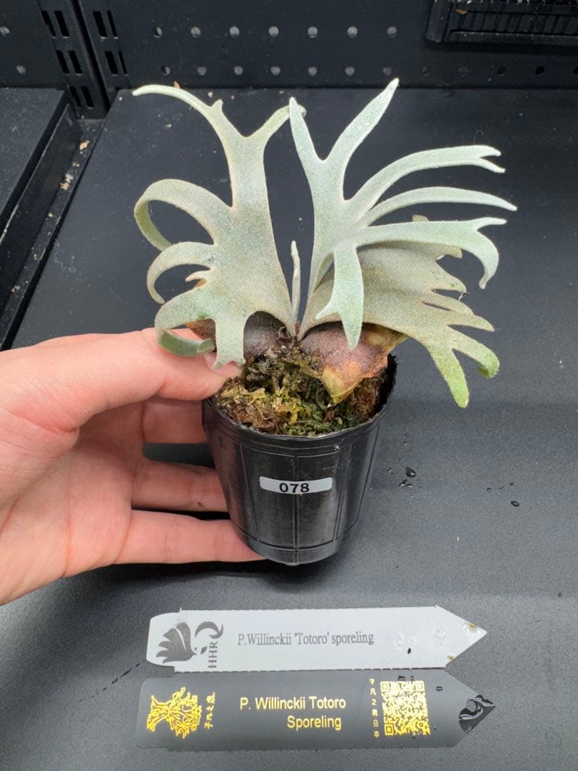 ヒ*ロ様 【平凡之鹿】YMDS Totoro HHRナーセリータグ付け #078