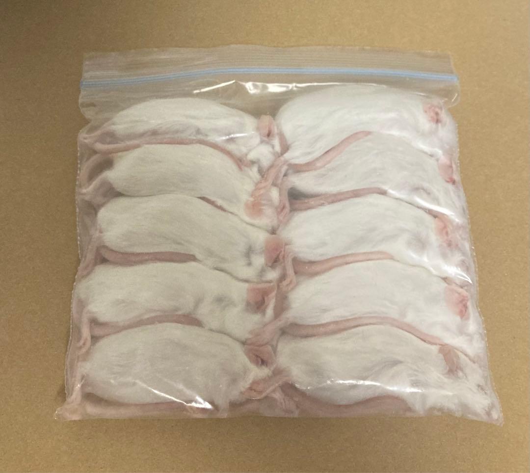 【即購入OK！】国産冷凍マウスアダルトM50匹入@地域限定