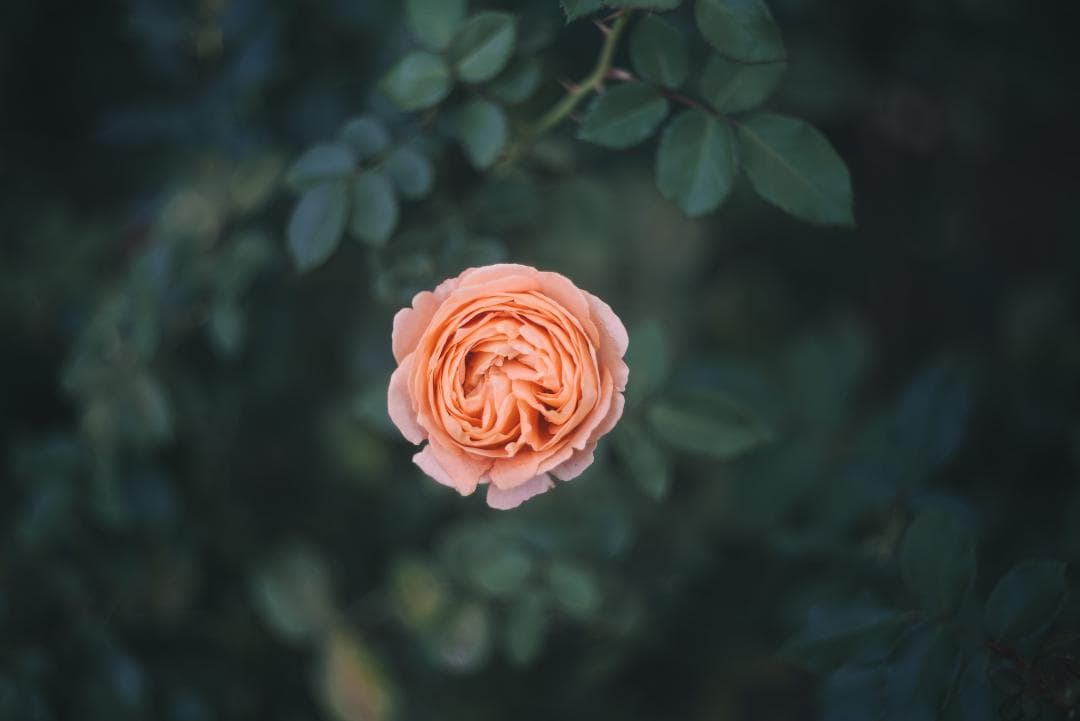 虹の出るライカの癖玉！Leica Summar 50mm F2 オールドレンズ