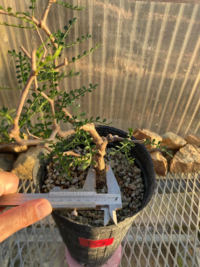 オペルクリカリア・パキプス(根挿し)No10