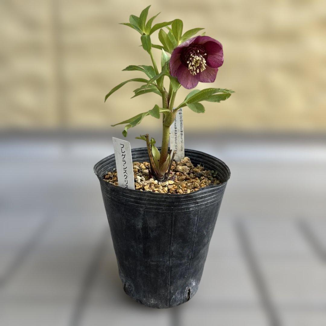 加藤農園　SDカップ咲きフレグランスピンククリスマスローズ　開花株　認定タグ付