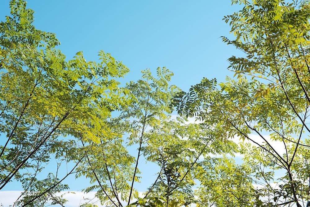 未使用品 ライカMマウントレンズ 50mm F1.1 LEICA Mマウント