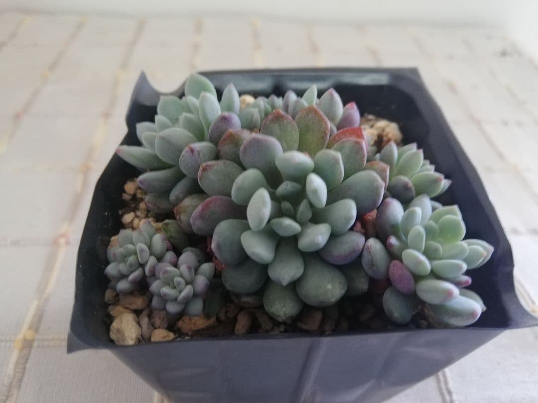 多肉植物　アモエナ　②　韓国苗