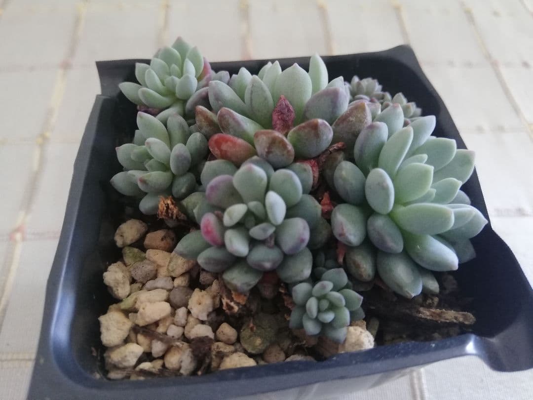 多肉植物　アモエナ　②　韓国苗