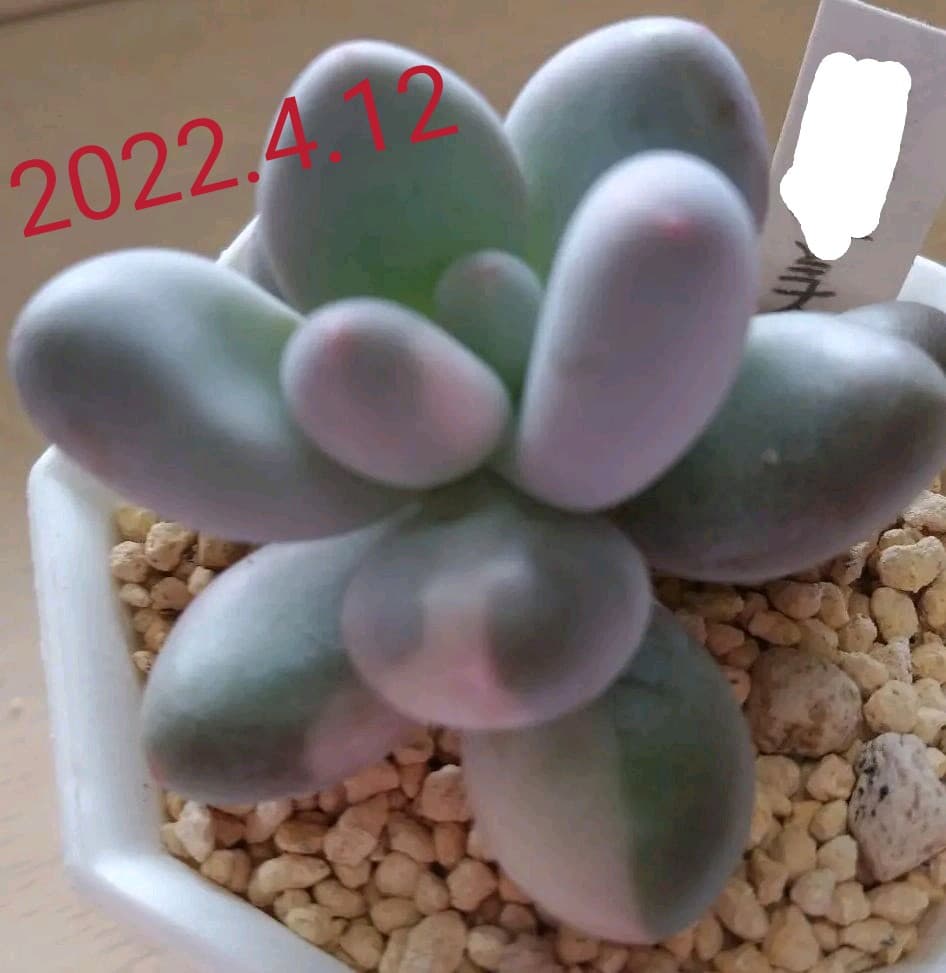 多肉植物　値下げ　紅頬美人錦　抜き苗