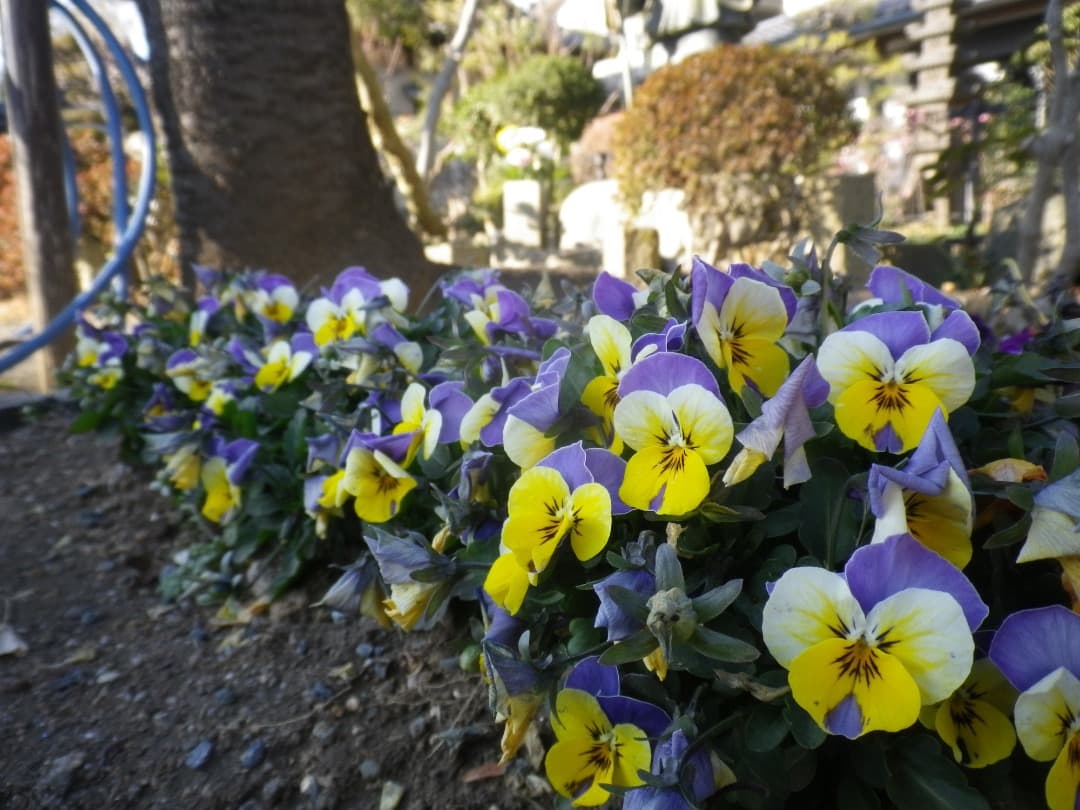 実写良⭕️外観美【動作確認済み】PENTAX OPTIO H90 コンデジ