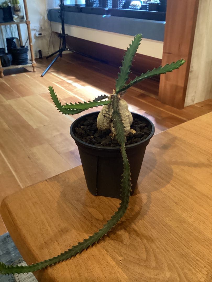 ユーフォルビア　ステラータ　飛竜　現地球