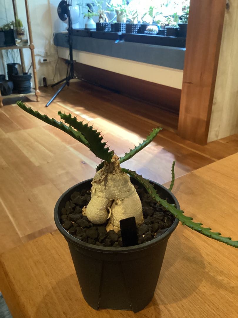 ユーフォルビア　ステラータ　飛竜　現地球