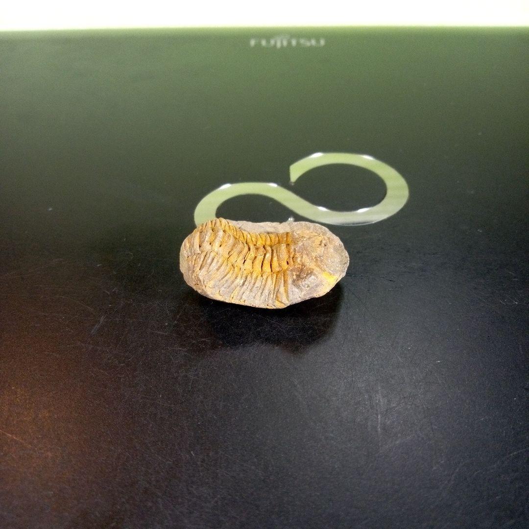 三葉虫　化石　fossil　海　ボリビア産　trilobite　海生動物種別④