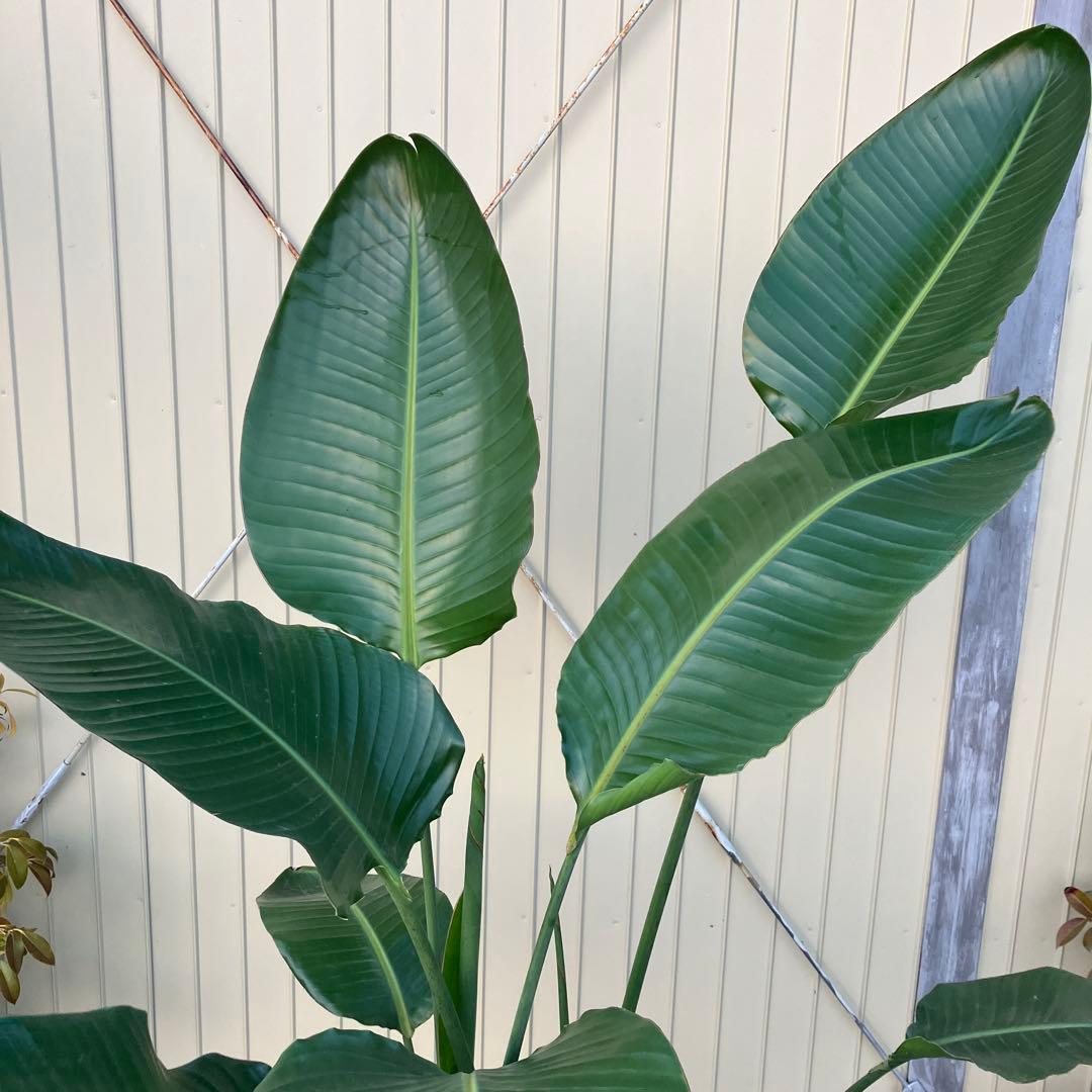 ストレチア　オーガスタ　3本植え　鉢皿付き