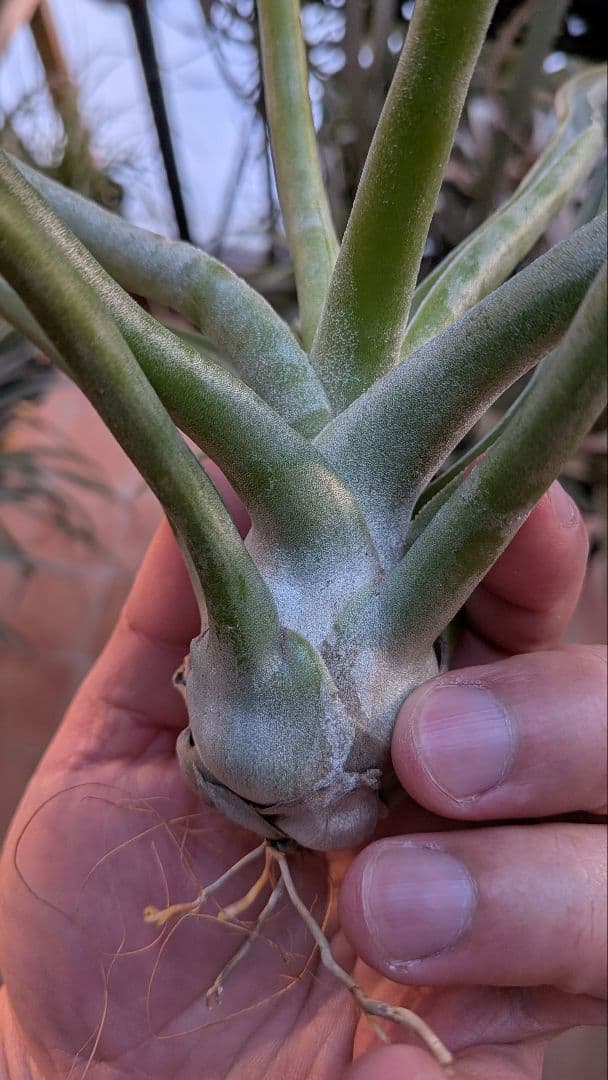 チランジア　REX