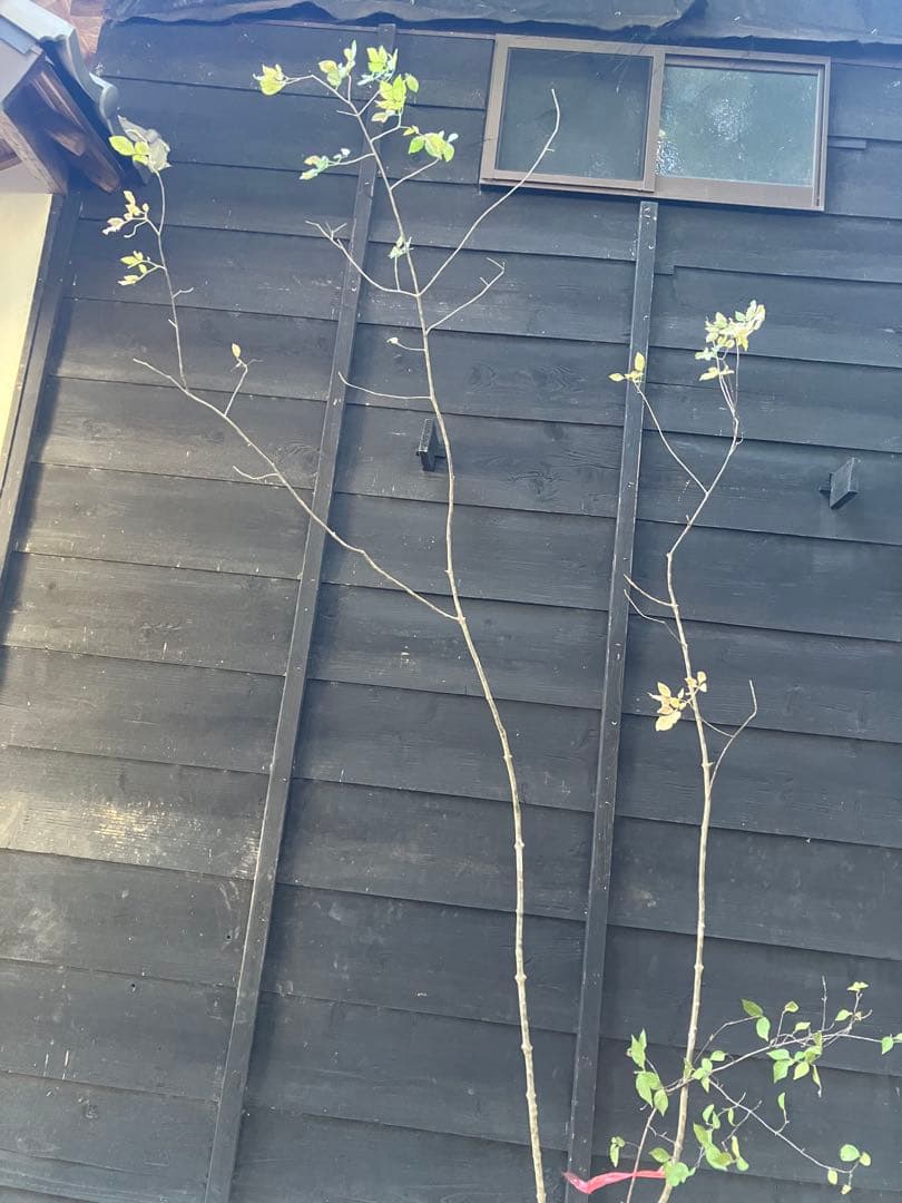 503 山採り　アオダモ　コバノガマズミ　混合株