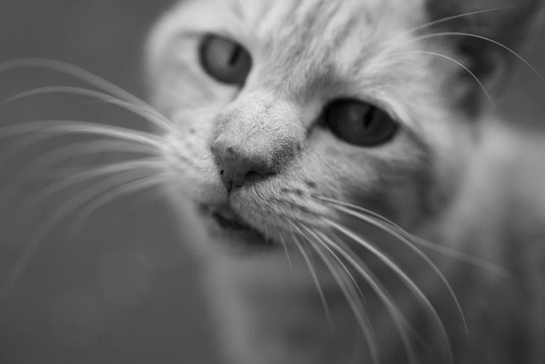 【美品】SONY α7iv + FE 24-70mm F2.8 GM ll