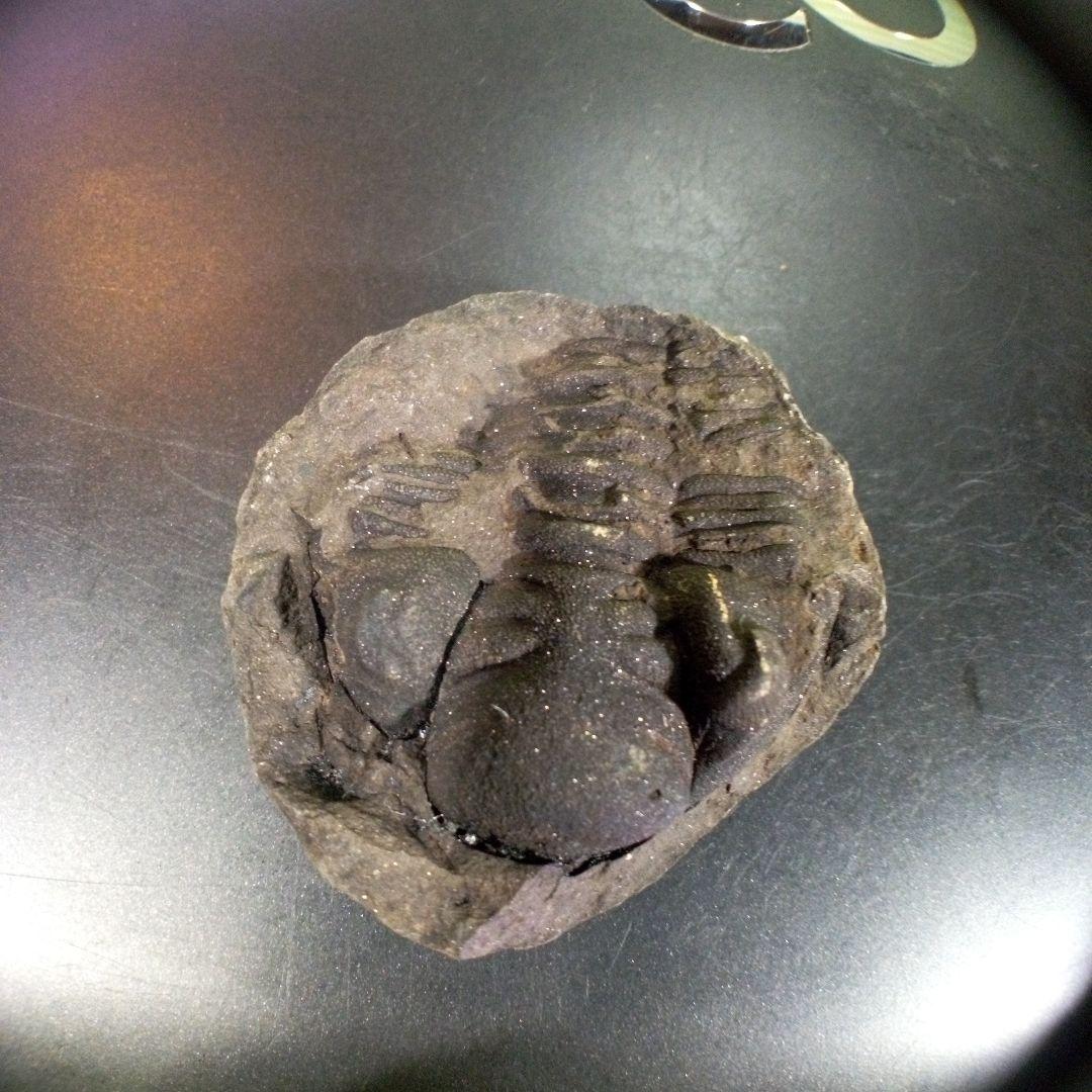 三葉虫　化石　fossil　ボリビア　trilobite　海生動物　三葉虫識別⑥