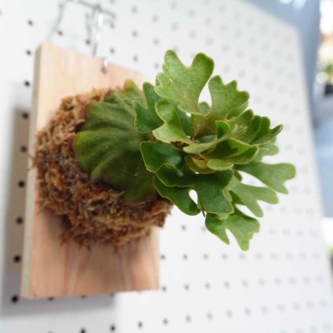 ビカクシダ リドレイ ドワーフ シルバー 板付 R-3