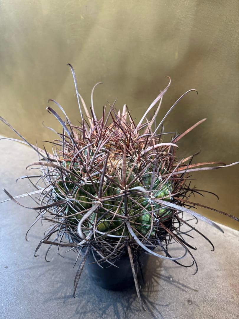 フェロカクタス　偉冠玉