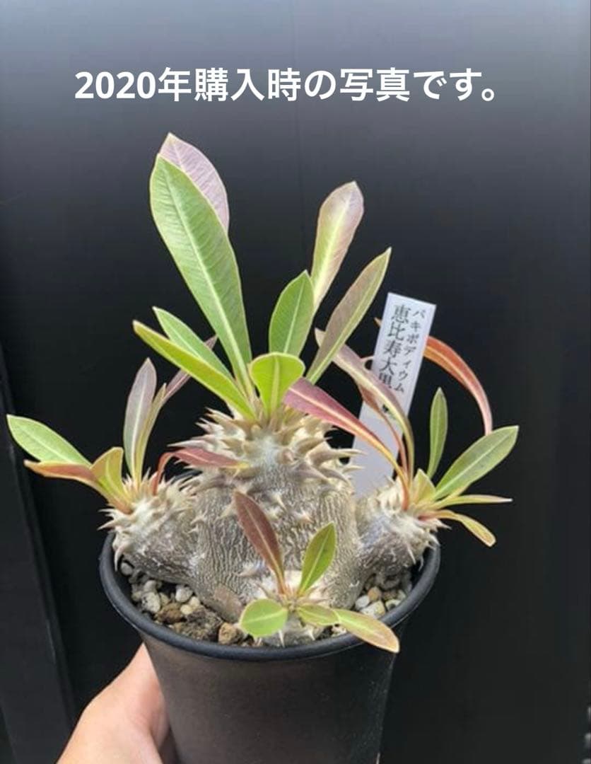 パキポディウム 恵比寿大黒　多頭