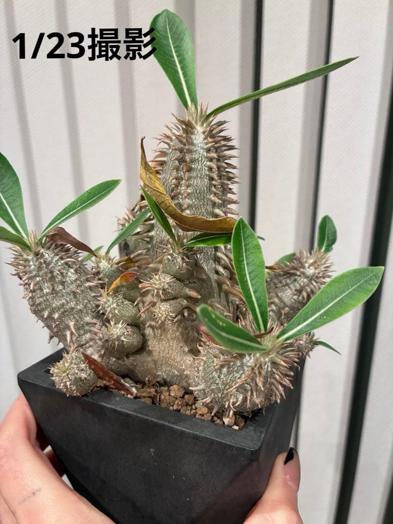 パキポディウム 恵比寿大黒　多頭