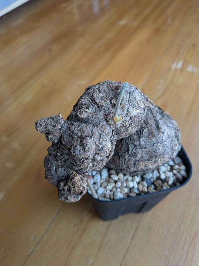 ペラルゴニウム トリステ 現地株 発根済 冬型 塊根植物