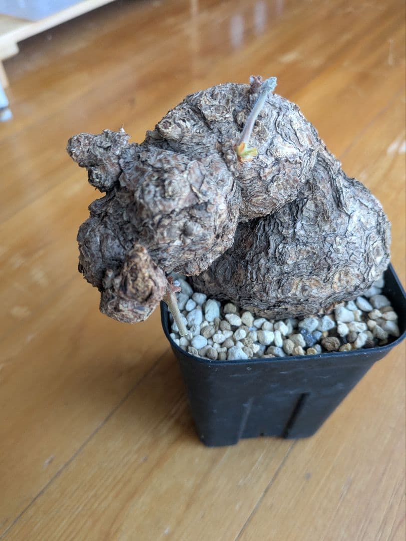 ペラルゴニウム トリステ 現地株 発根済 冬型 塊根植物