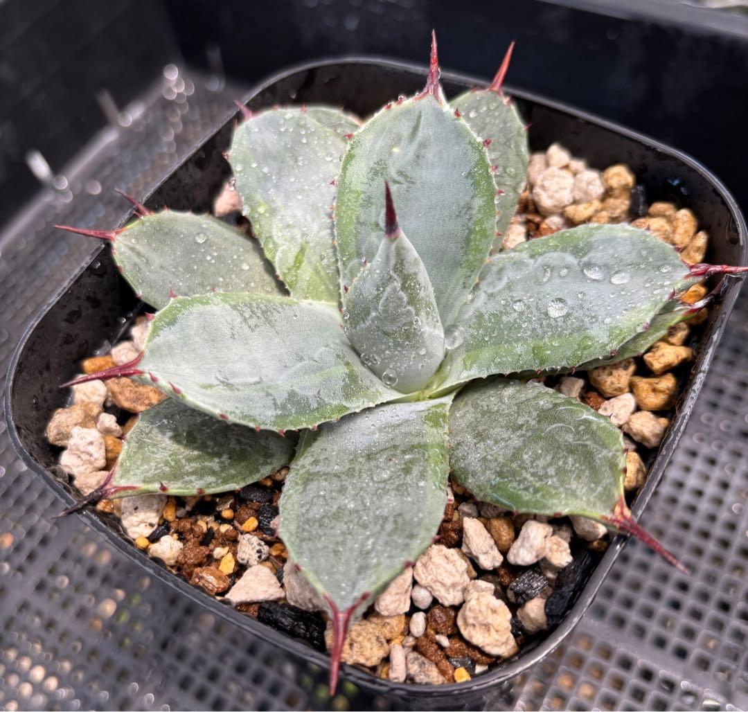 メルカリ便発送‼︎　パリー　ボーダーガード　鉢付き発送‼︎