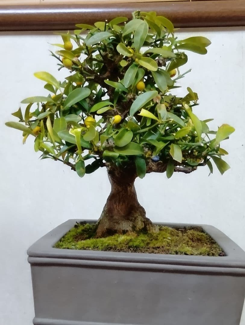 キンズ盆栽