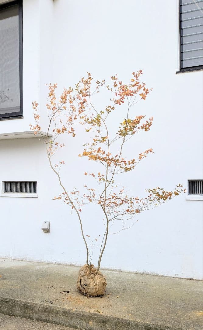 無限の色を。山採りドウダンツツジ。