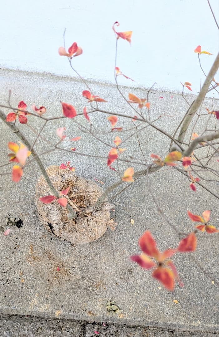 無限の色を。山採りドウダンツツジ。