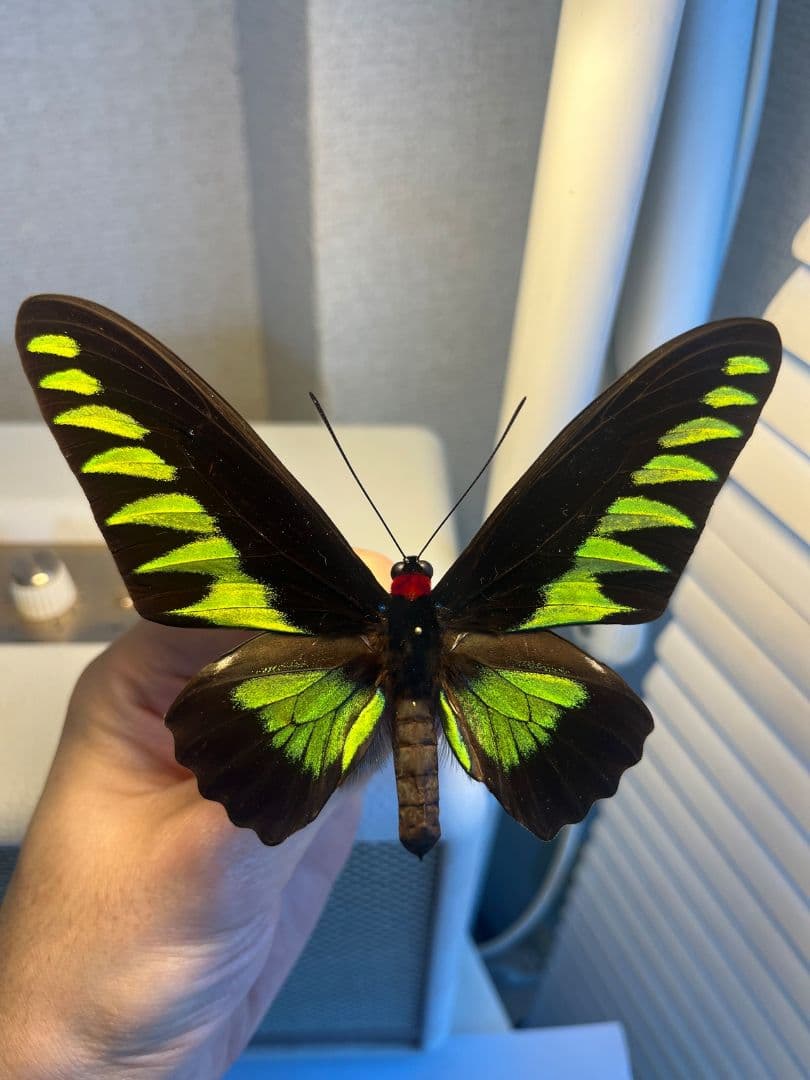 【極美個体】 アカエリトリバネアゲハ 外国産蝶標本 標本 蝶 メガネトリバネ