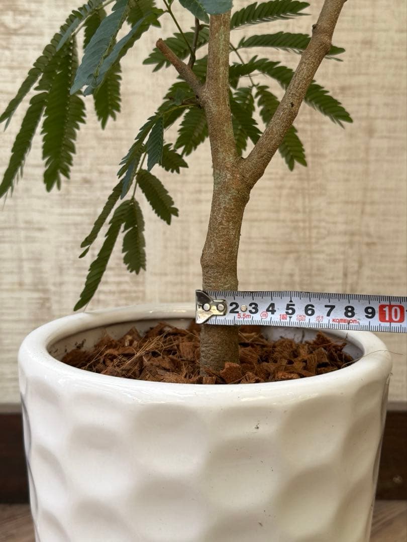 エバーフレッシュ♪ 112cm ホワイト陶器♪