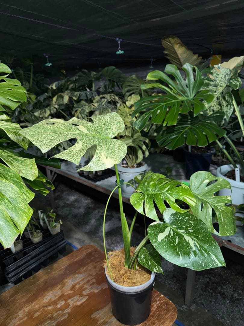 す*る様 1モンステラ　タイコンステレーション　スターライト