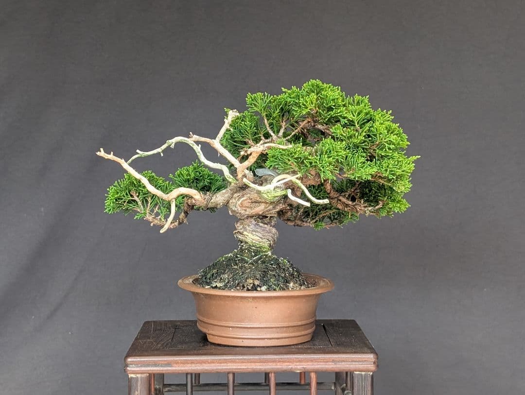 糸魚川真柏　 ミニ盆栽　 小品盆栽
